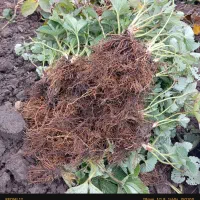 نهال توت فرنگی سابرینا و کامروس