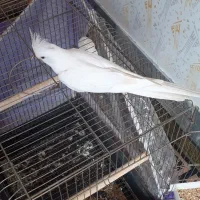 عروس هلندی آلبینو