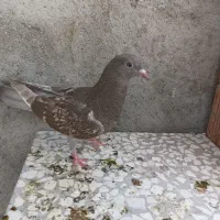 کبوتر ناجلد