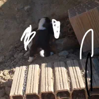 توله سگ|سگ|شیروان (خراسان), |دیوار