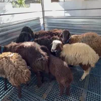 فروش همو ، فروش گوسفند افشاری همو و هترو