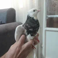 طوقی هفت رنگ نر پاک|پرنده|مشهد, کوی ولیعصر|دیوار