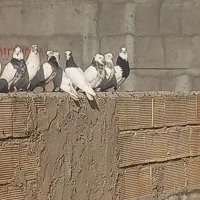 کبوتر گلچین رنگی طوقی سینه ای کله ای