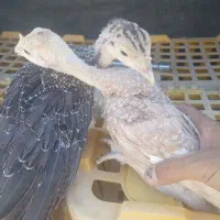 جوجه بوقلمون برنزه وبوربون