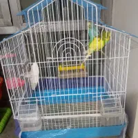 فروش مرغ عشق