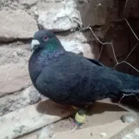 کفتر|پرنده|تایباد, |دیوار