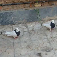 جفت طوقی سیاه|پرنده|شیراز, مسلم|دیوار