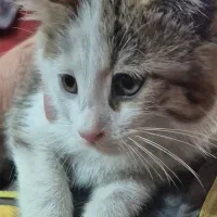 گربه بی پناه کوچک