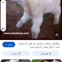 بره شیری بختیاری ایخوم