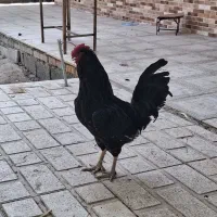 مرغ و خروس محلی و رسمی