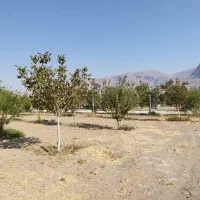 فروش باغ شهری 1000متری|فروش خانه و ویلا|مرودشت, نقش رستم|دیوار