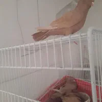 نروماده زرد جفتگاهی