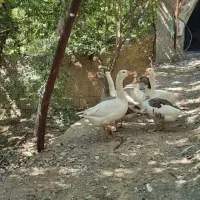 ۶ عدد غاز ۲تا نر ۴تا ماده
