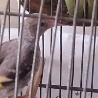 جوجه سهره رسمی|پرنده|قم, پردیسان|دیوار