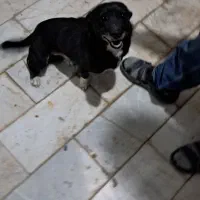 سگ...|سگ|مشهد, خرم آباد|دیوار