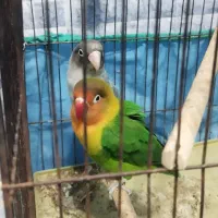 طوطی کوتوله برزیلی