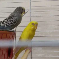 مرغ عشق نر و ماده جفت