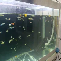 ماهی گوپی بالغ مفت دونه ۱۵