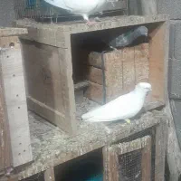 کبوتر|پرنده|بندر ماهشهر, |دیوار