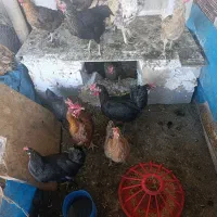 مرغ تخمگذار وخروس  وجوجه|حیوانات مزرعه|شباب, |دیوار