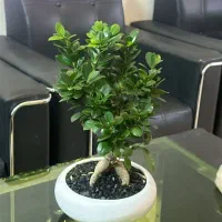 اجاره ۲ باب مغازه تجاری همراه با انباری