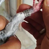 نر عربستانKSA پلاکی