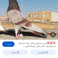 کبوتر مسجدی گم شده