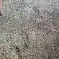 پرس یونجه