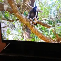 تلویزیون ال ای دی جی پلاس|تلویزیون و پروژکتور|شیروان (خراسان), |دیوار