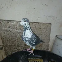 کبوتر گلی سینه سفید