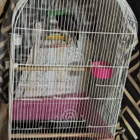 مرغ مینا سخنگو|پرنده|مشهد, کوی دروی|دیوار