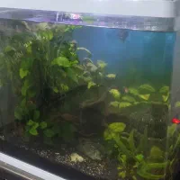 آکواریوم Delsa حرفه ای