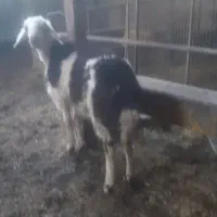 بره قوچ