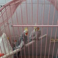 جفت عروس هلندی|پرنده|بافت, |دیوار