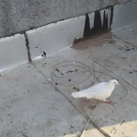 کفتر شهرستانی