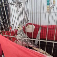 عروس هلندی جفت مولد|پرنده|خمین, |دیوار