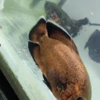 ماهی|ماهی|زاهدان, |دیوار