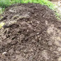 فروش کود ، خاک ، خاک برگ ،پوست بادام ، پوست برنج|خدمات باغبانی و درختکاری|رامسر, |دیوار