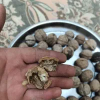 گردو درجه یک خوش طعم|خوردنی و آشامیدنی|نقده, |دیوار