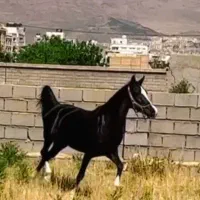 اسب مادیان مشکی ۵نشان سلطنتی