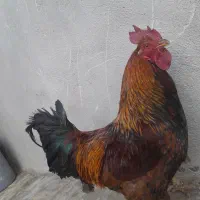 خروس محلی