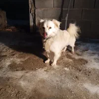 پاکوتاه باهوش خونهگی|سگ|شیروان (خراسان), |دیوار