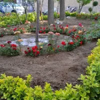 خدمات باغبانی فروش گل و گیاه کاشت گل باغچه کاری