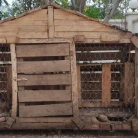 قفس مرغ و پرنده|لوازم جانبی حیوانات|رامسر, |دیوار