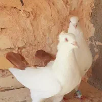 کبوتر دم سرخ کاکلی جفت|پرنده|مشهد, خین عرب|دیوار