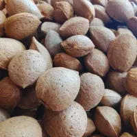 بادام سنگی