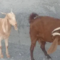 بزوپازن اوسن وبرخورده|حیوانات مزرعه|خورموج, |دیوار