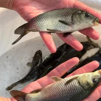 فروش بچه ماهی|ماهی|ابرکوه, |دیوار