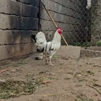 خروس گلین جوون|حیوانات مزرعه|چالوس, |دیوار