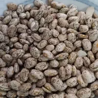 لوبیاچیتی ایرانی